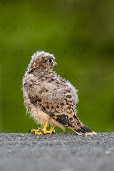 Common Common Kestrel (Falco tinnunculus)