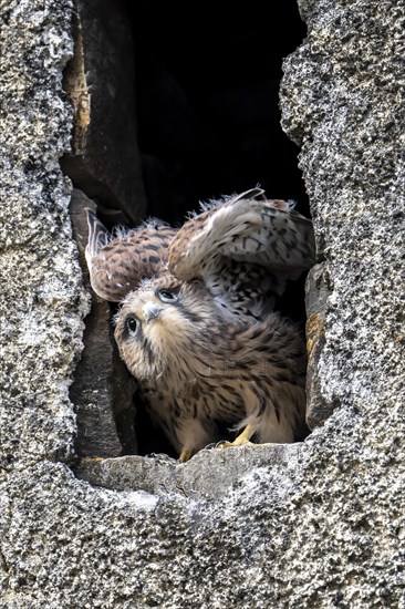 Common Common Kestrel (Falco tinnunculus)