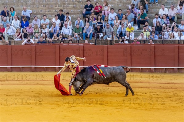 Matador with muleta with running bull