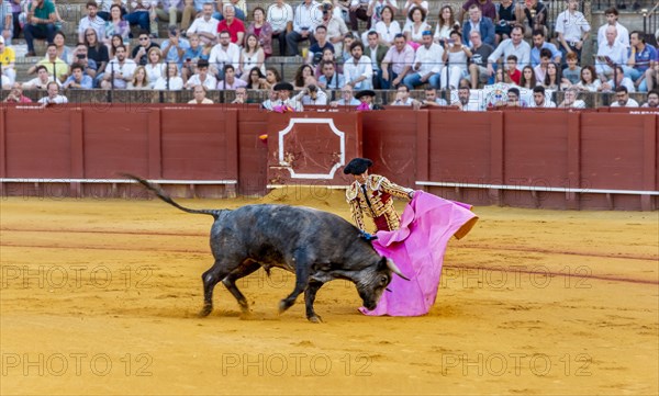 Banderillero with capa in front of bull