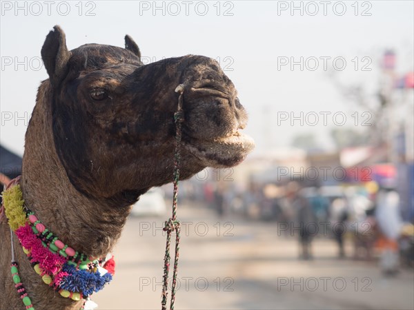 Dromedary (Camelus dromedarius)