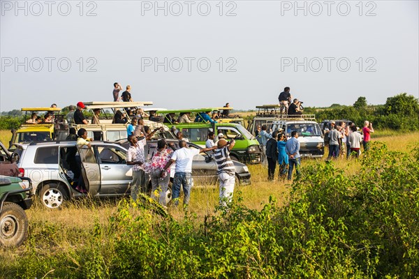 Many tourist jeeps watching one lion in the distance