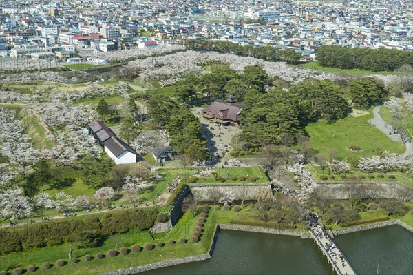 Star shaped Fort Goryokaku in the cherry blossom