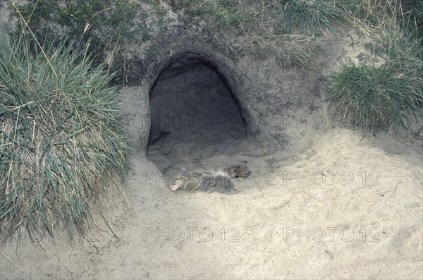 Wolf cave in entrance lies a caribou leg