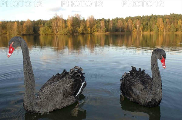 Black swan (Cygnus atratus) foraging