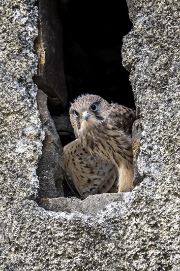 Common Common Kestrel (Falco tinnunculus)