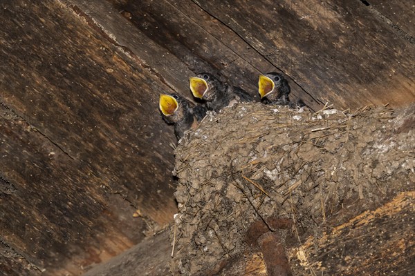 Barn swallow (Hirundo rustica)