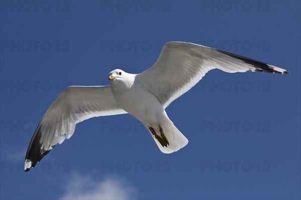 Flying gull (Larus canus) with recognisable hand-wing pattern