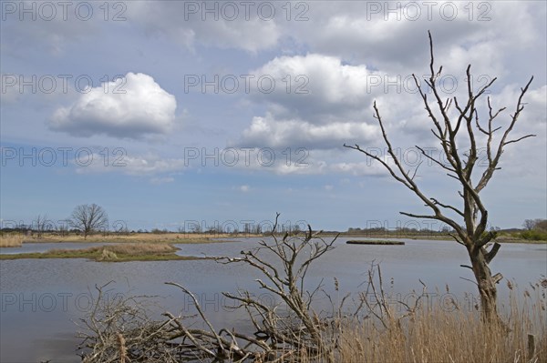 Controlled waterlogging