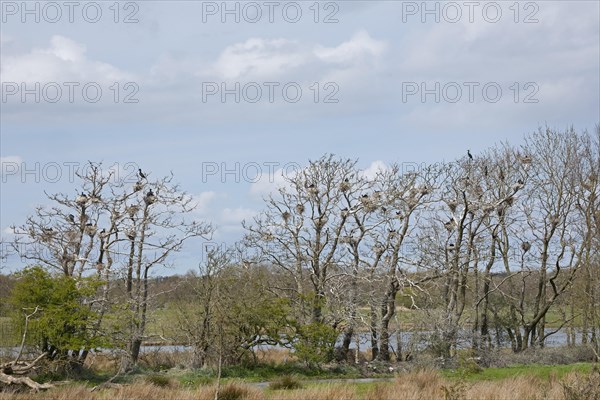 Cormorant breeding colony