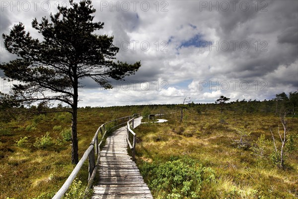 Wood plank path