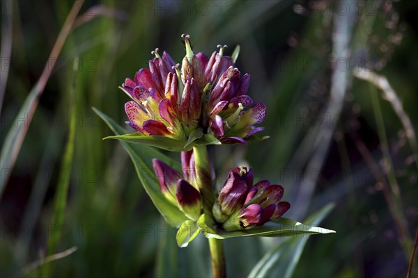 Purple Gentian (Gentiana purpurea)