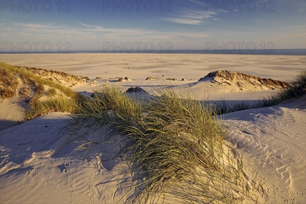 Dunes in the evening light with view of the Kniepsand and the sea