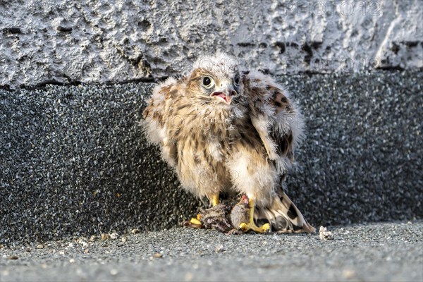 Common Common Kestrel (Falco tinnunculus)