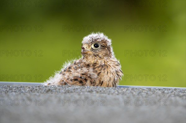 Common Common Kestrel (Falco tinnunculus)