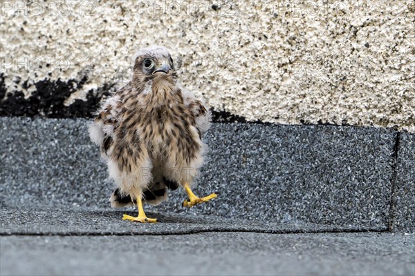 Common Common Kestrel (Falco tinnunculus)