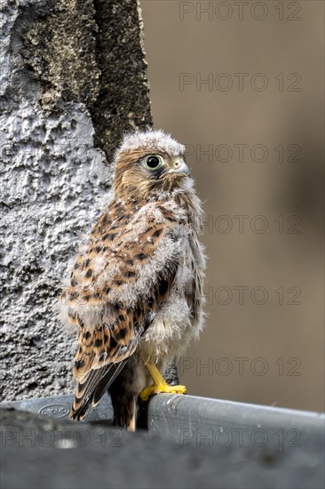 Common Common Kestrel (Falco tinnunculus)