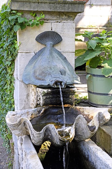 Fountain with flatfish and giant clam Tridacna (Tridacna) Roman Baths