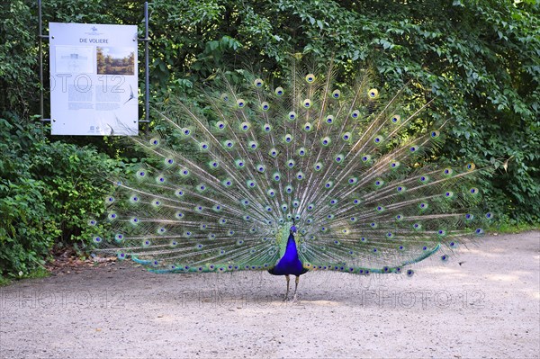 Indian peafowl (Pavo cristatus) Beating a wheel