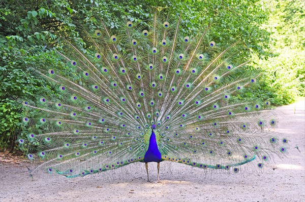 Indian peafowl (Pavo cristatus) Beating a wheel