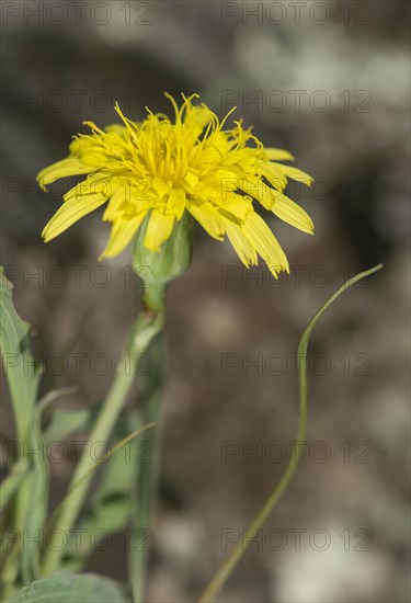 Meadow salsify (Tragopogon pratensis)