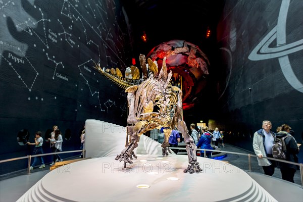 Skellet of a Stegosaurus dinosaur