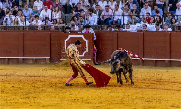 Matador with muleta with running bull