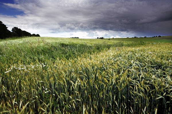 Wheat field