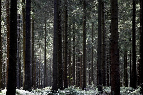 Thuringian Forest