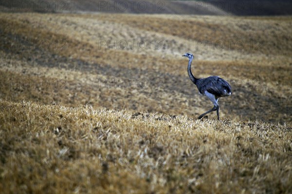 Nandu in the valley of the Wakenitz