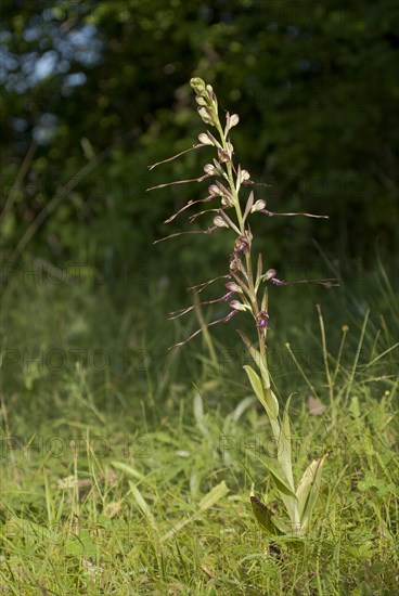 Buck's lambs-tongue Lizard orchid (Himantoglossum hircinum) in inflorescence