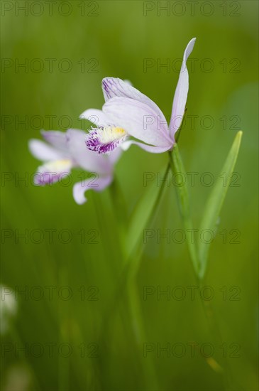 Marsh Helleborine (Epipactis palustris) in flower