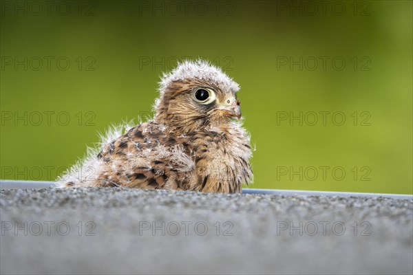 Common Common Kestrel (Falco tinnunculus)