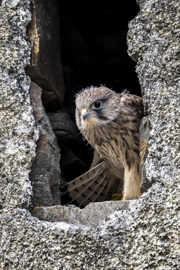 Common Common Kestrel (Falco tinnunculus)