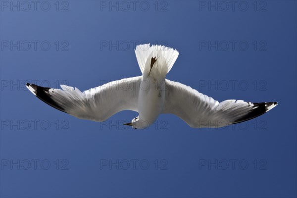 Flying gull (Larus canus) with recognisable hand-wing pattern