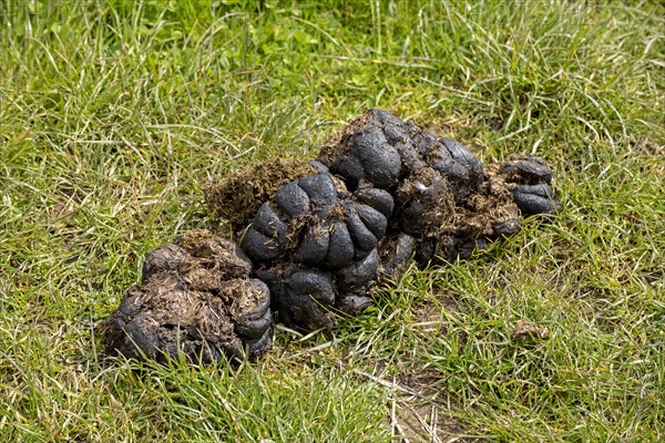 Horse droppings