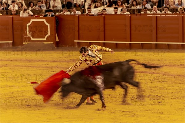 Matador with muleta with running bull