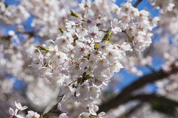 Close up from Cherry blossom in the Hakodate park