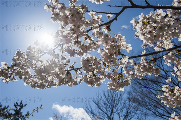 Close up from Cherry blossom in the Hakodate park