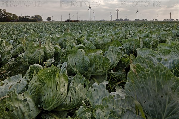 Kale field