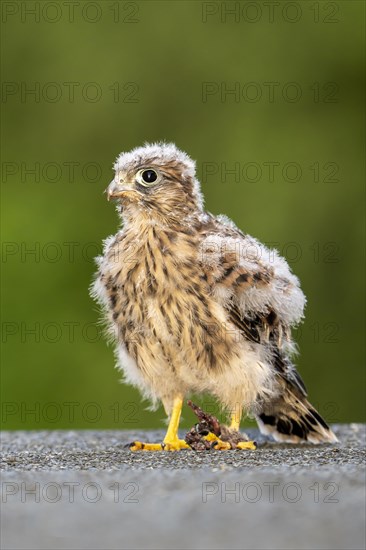 Common Common Kestrel (Falco tinnunculus)