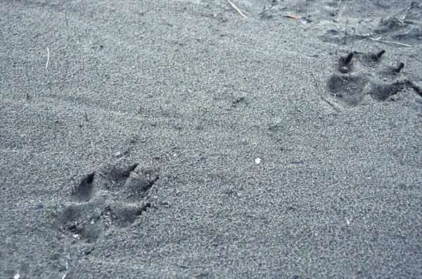 Wolf step seal