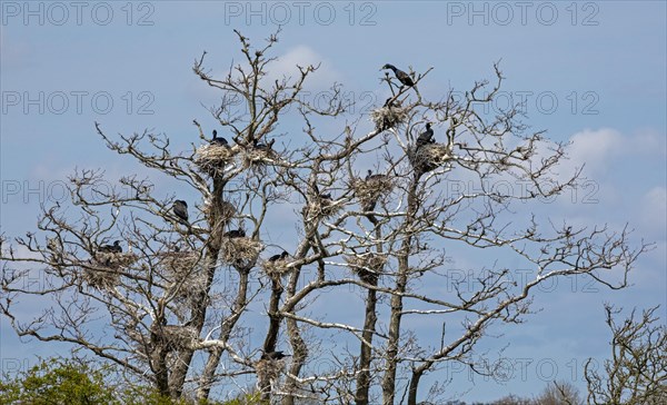 Cormorant breeding colony