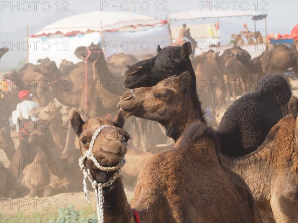 Dromedary (Camelus dromedarius)