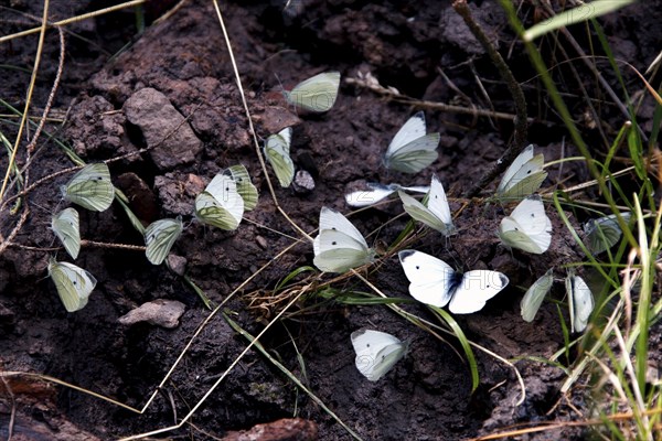 Butterflies