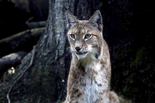 Lynx