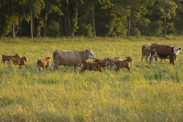 Cattle on pasture