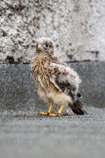 Common Common Kestrel (Falco tinnunculus)