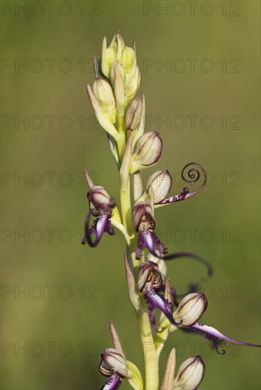 Buck's lambs-tongue Lizard orchid (Himantoglossum hircinum) in inflorescence