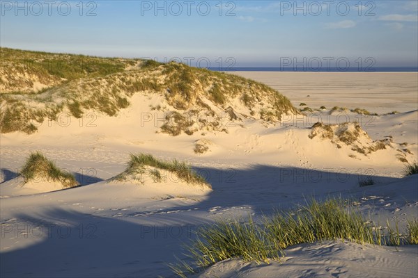 Dunes in the evening light with view of the Kniepsand and the sea